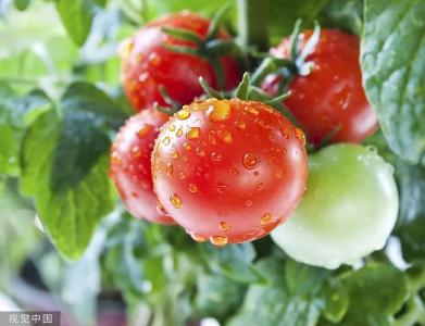 这种西红柿千万别吃！或有中毒、致癌风险