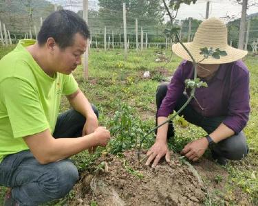 东巩镇农技中心：技术送上门　巡回解难题