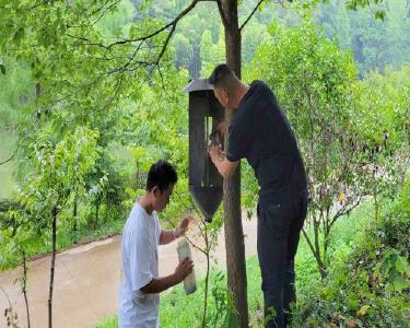 南漳县：加大松褐天牛诱捕力度　减少松材线虫传播危害