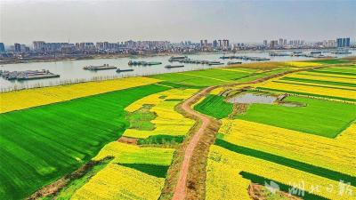  【热点关注】江陵有个以“长江”命名的村：乡村游带动农民增收逾百万元