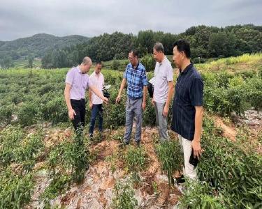 南漳县林业局督导武安镇油茶基地建设