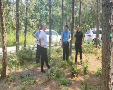 南漳县发改局检查验收国有神龙山林场退化林修复项目