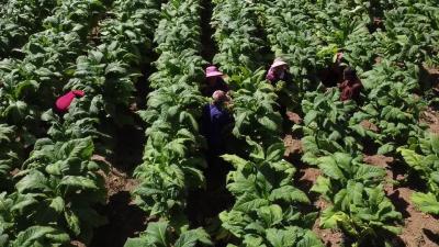 湖北南漳：1.2万亩烟叶丰收在望 上架赶“烤”  