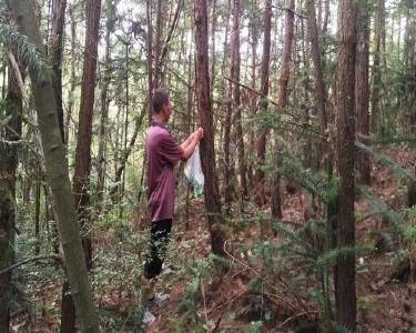 南漳县开展松材线虫病生物防治行动