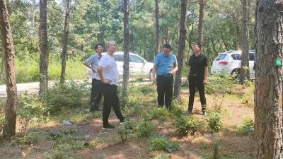 南漳县发改局检查验收国有神龙山林场退化林修复项目