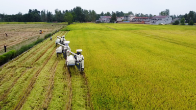 南漳：建好高标准农田  保障粮食安全