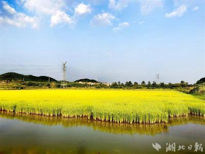湖北省15家生态农场完成现场复核工作