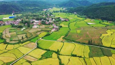 南漳县特色有机新“稻”路 农旅融合促振兴