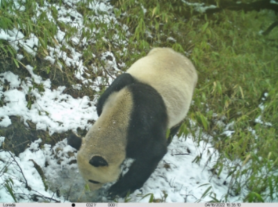 大熊猫国家公园设立一周年 今年已监测到野生大熊猫影像724次