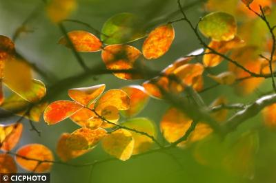 秋叶斑斓 美景如画