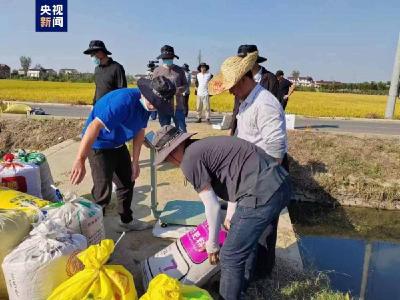 安徽水稻亩单产纪录刷新 亩单产最高1148.2公斤