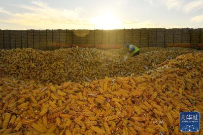 秋粮丰收又一年，全国秋粮已收获12.37亿亩、完成94.7%