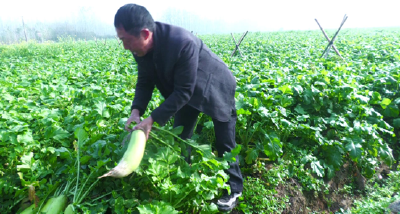 南漳：萝卜丰收   村民发愁