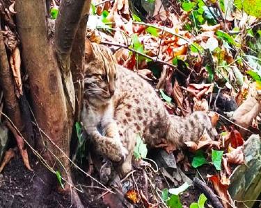 南漳县救助放生一只国家二级保护动物豹猫