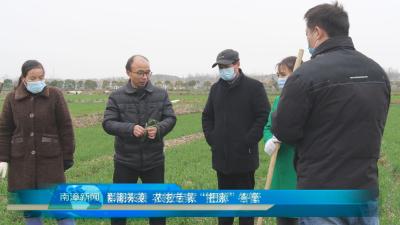 南漳新闻丨寒潮来袭  农技专家“把脉”冬管