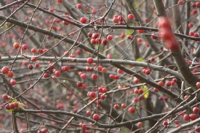 【热点关注】云梦：寒冬别样美景 钙果红红满枝头
