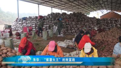南漳新闻丨朱华：“紫薯大王”的致富路