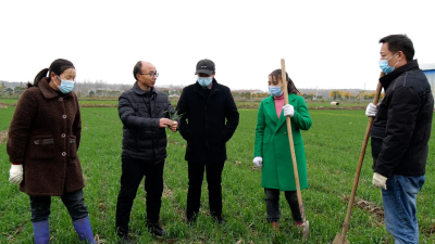 南漳：农技专家为小麦冬管“把脉”