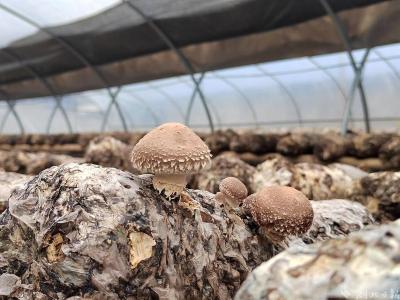 【热点关注】宣恩晓关：发展香菇产业 助力村民增收