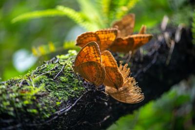 1300种云南蝴蝶折射生物多样性保护成果