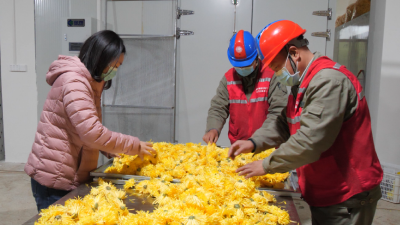 国网南漳县供电公司：电力护航金菊飘香  