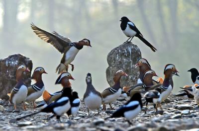 湖北南漳：鸟和家禽和谐共生