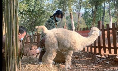 【热点关注】新春喜添“小神兽” 武汉野生动物王国迎来汉籍羊驼宝宝