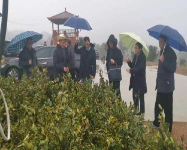 省林业局油茶专家组到南漳县调研