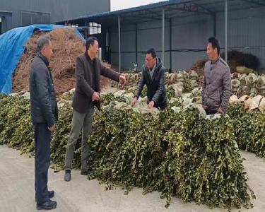 南漳县林业局积极组织协调油茶种苗调运工作