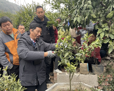 南漳：农技进橘乡　产业富乡亲