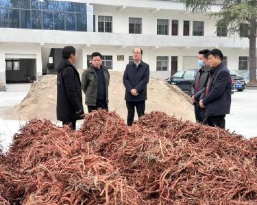 县领导到武安镇调研中药材产业发展