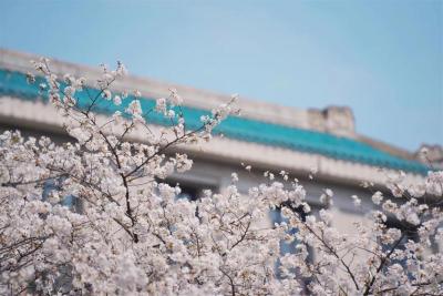 【热点关注】今晚8时，武汉大学开启赏樱预约通道