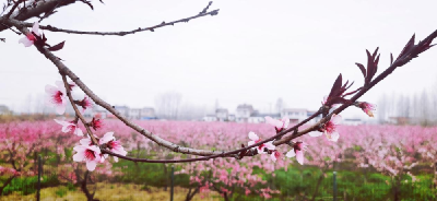 【热点关注】仙桃市花开好了！六大基地万亩桃林邀您免费来赏花