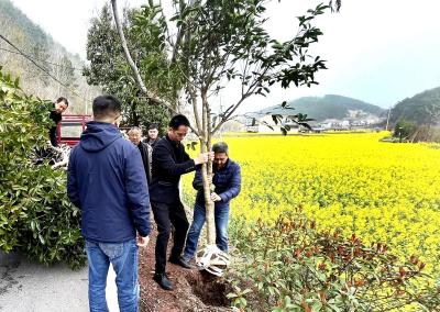 南漳：植树造林不负春 “绿满南漳”我行动
