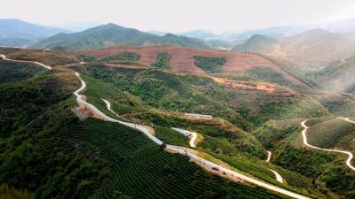 春意正浓茶飘香 茶农喜采“明前茶”  