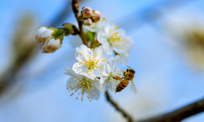 南漳：樱桃花开满眼春