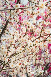【热点关注】春来好赏花，来中国车谷这些地方看花吧！