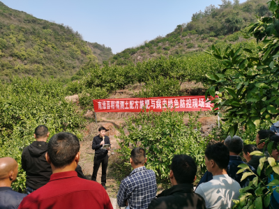 南漳县农技中心：绿色技术进橘园　提质增效促发展