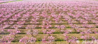 【热点关注】汉川的桃花开了，美成一幅画！