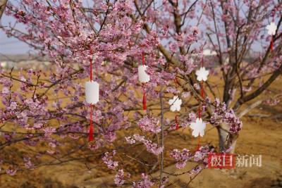 【热点关注】第二届楚风樱花节启幕，武汉新洲百亩樱花园等你来打卡