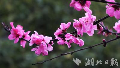 【热点关注】鹤峰：二月桃花春雨里 夹岸桃花蘸水开