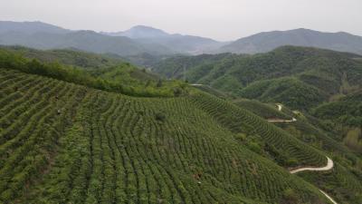南漳：春意正浓茶飘香   茶农抢“鲜”拾芽忙