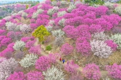  【热点关注】花满山坡迎客来 武汉进入赏花季