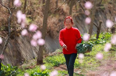 南漳：春日限定美味——野腊菜