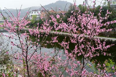 南漳：春日花海秘境