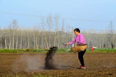 南漳：抢抓好时节 种出好“姜”来  