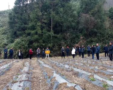 李庙镇组织召开野菊花扩面种植现场会