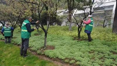 【热点关注】绿化专家“一树一策”呵护“梅花风景线”