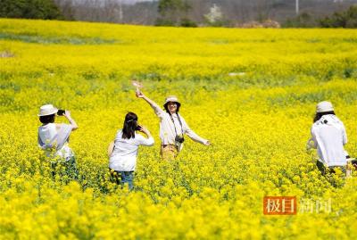 【热点关注】就在3月14日！武汉江夏春季赏花游活动浪漫启幕
