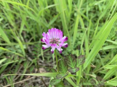 花红柳绿清风醉野花红碧自争春   